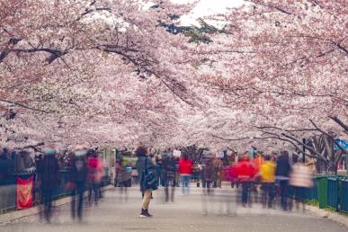 【B線(xiàn)國(guó)色齊魯 粉櫻青島雙飛6日】八大關(guān)·中山公園·大明湖·趵突泉·泰山·孔府孔廟·5A岱廟·蓬萊閣