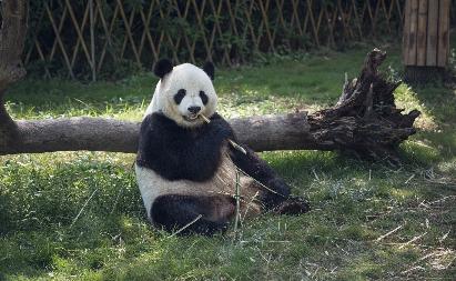 【廣州長(zhǎng)隆2天】< 動(dòng)感愛(ài)美的人百萬(wàn)葵園賞花 歡樂(lè)世界/野生動(dòng)物園>