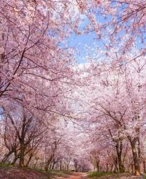 【古韻布依寨.醉美油菜花】<羅平油菜花、平壩櫻花、萬峰林、馬嶺河、六枝溫泉高鐵5日游>